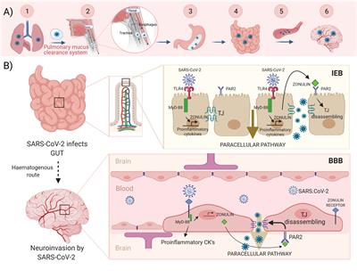 Neurological Symptoms of COVID-19: The Zonulin Hypothesis